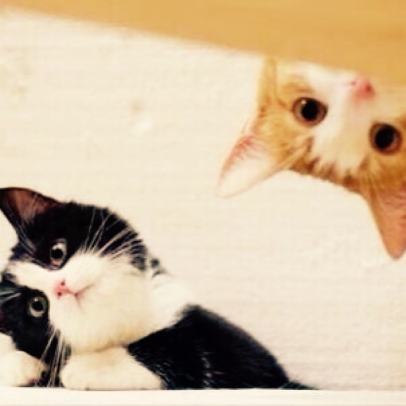 伊莲娜的十七岁