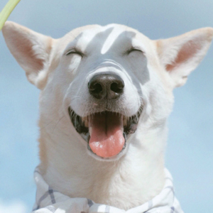 爱吃三仙豆腐的幸运星we