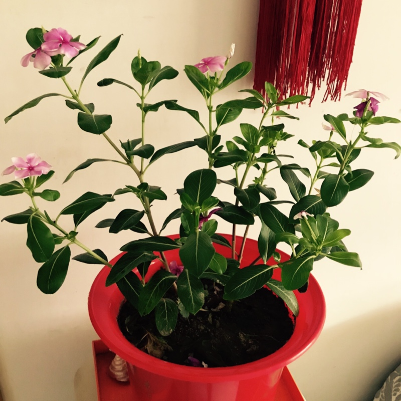 爱吃黑胡椒蟹的小可奈