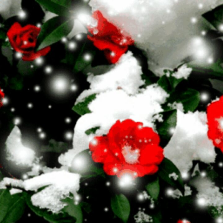 爱吃红糖米粥的雨果