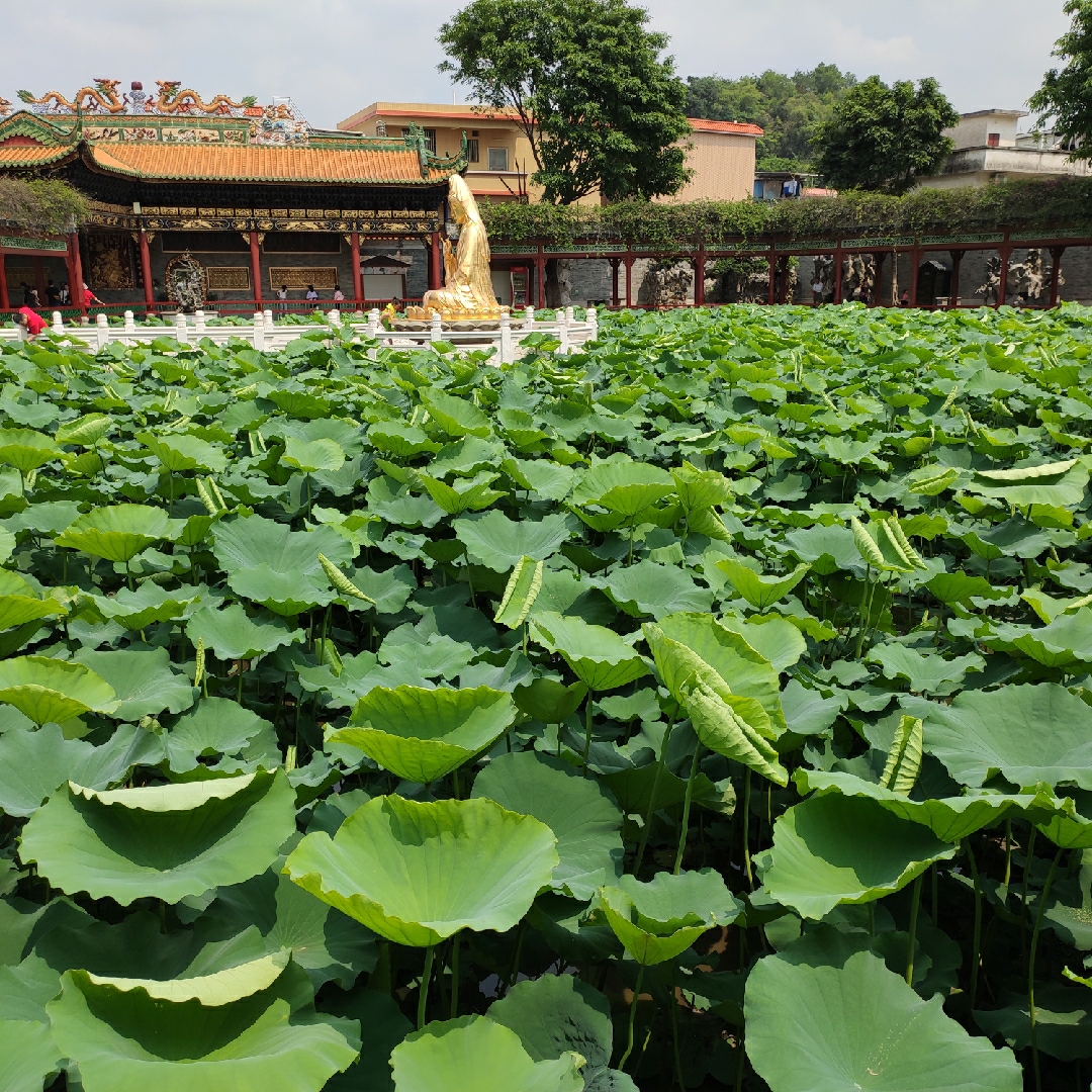 爱吃三味吐司的阿银