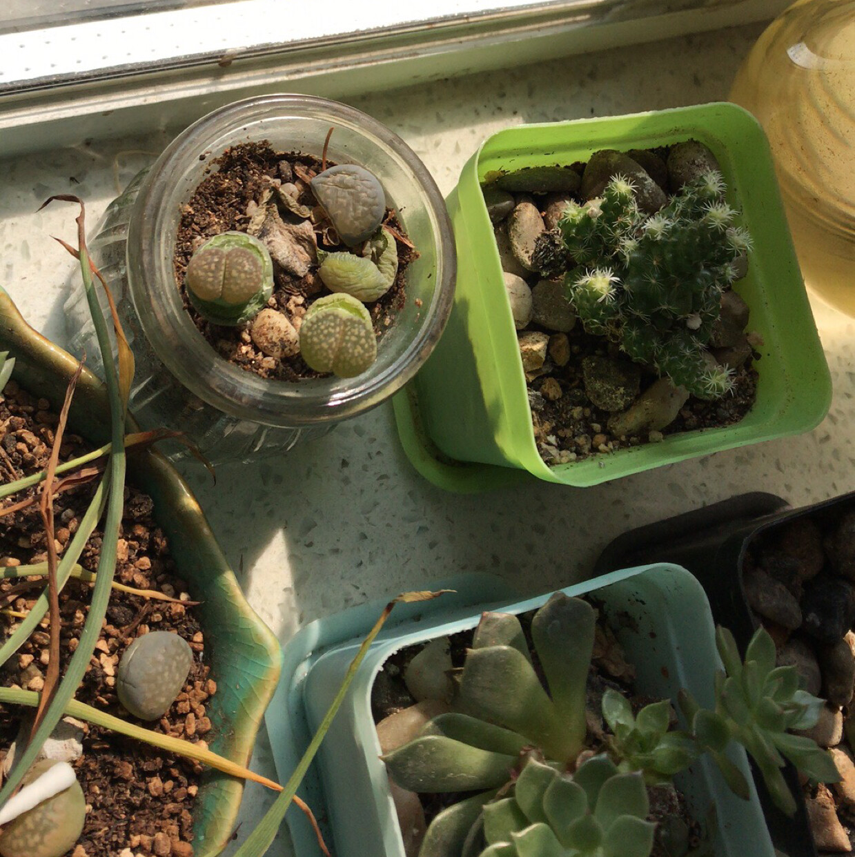 海王星友爱的核桃