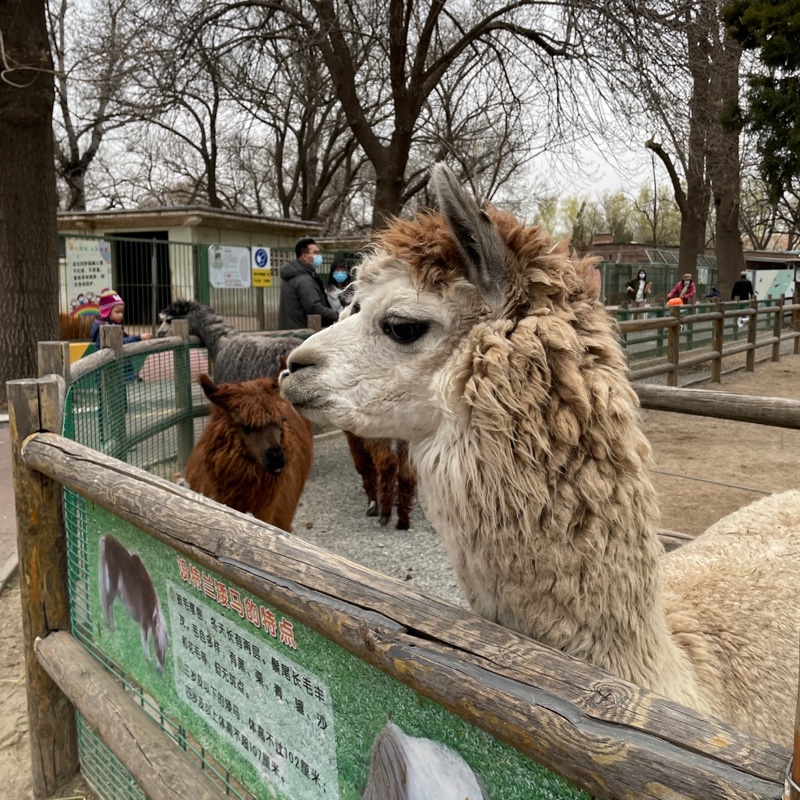 你猜我买不买呢，啊