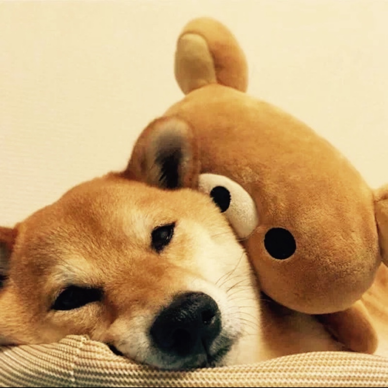 爱吃素打卤面的小脑斧