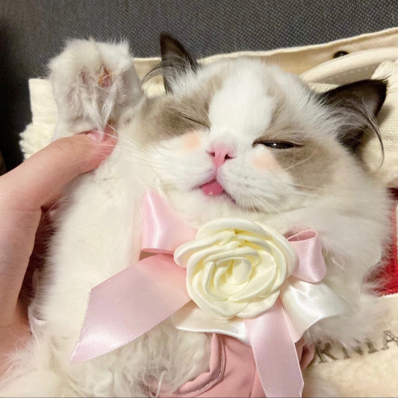 爱吃零食的小透明啵