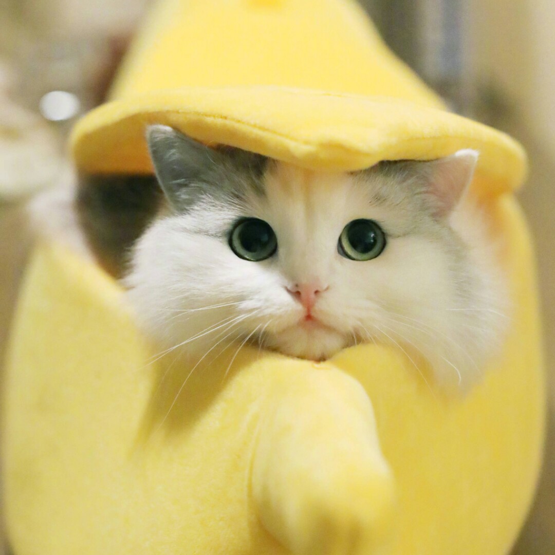 晴天娃娃只有你