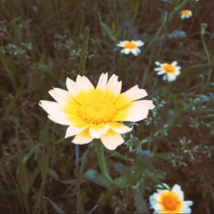 啊牡丹牡丹大牡丹