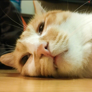 从不差评的小梨