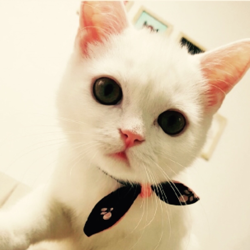 黑猫变身小白猫