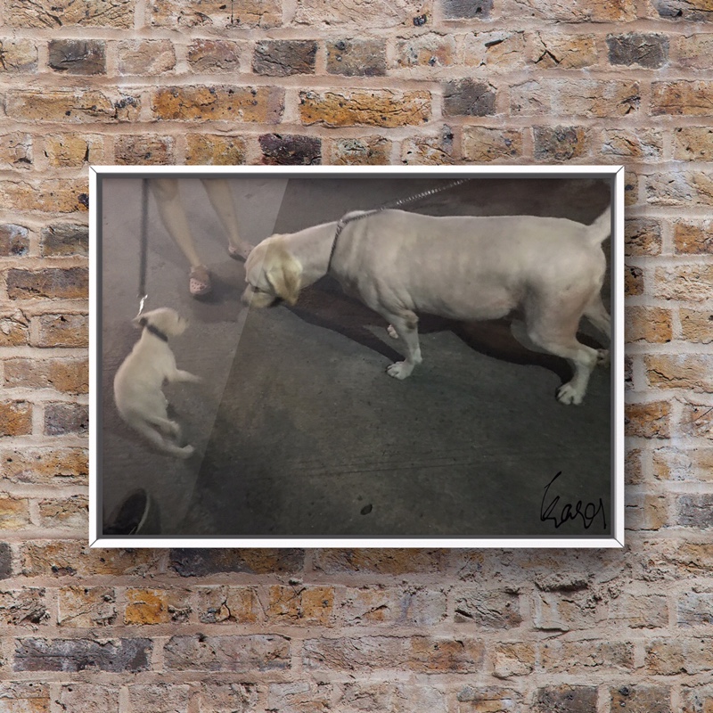 俊彩星驰逸兴湍飞