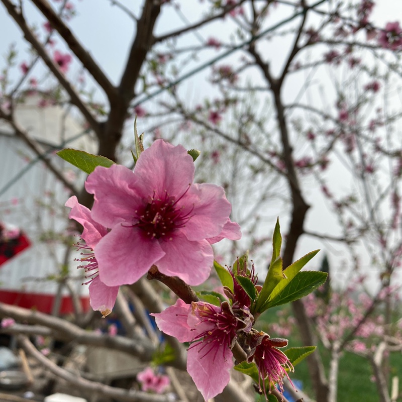 爱吃波萝面包的阿轩