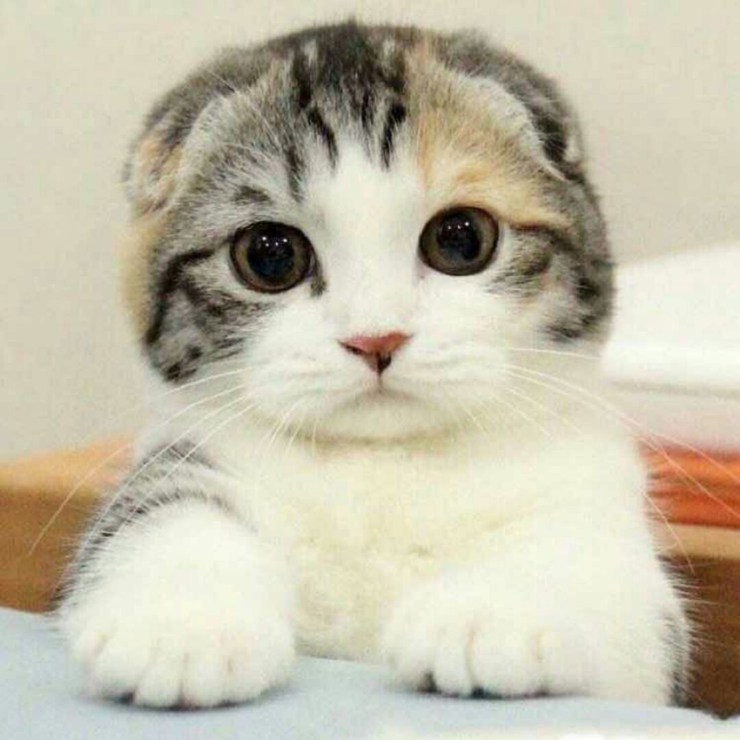 尘缘如梦响叮当