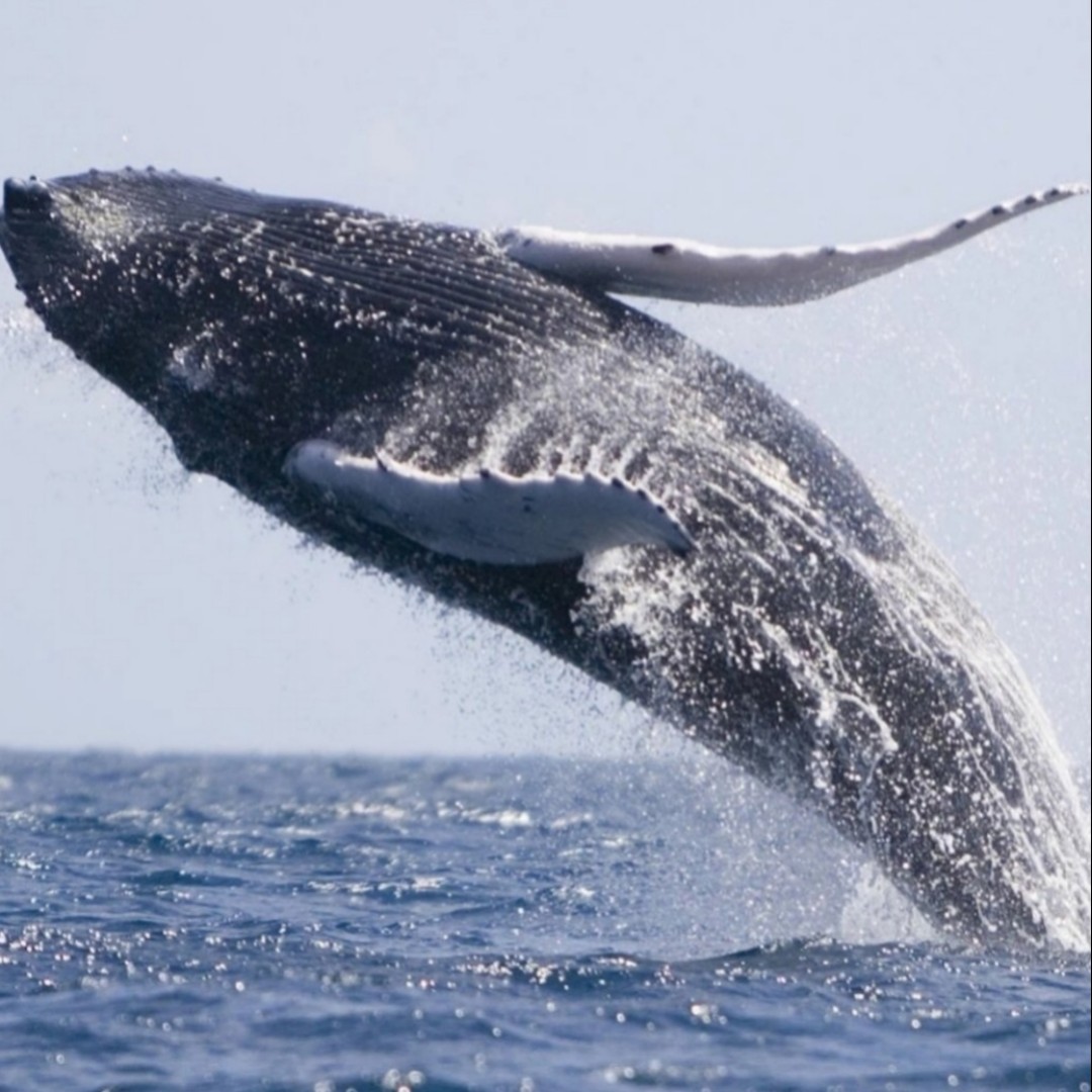 同去倒悬山可好