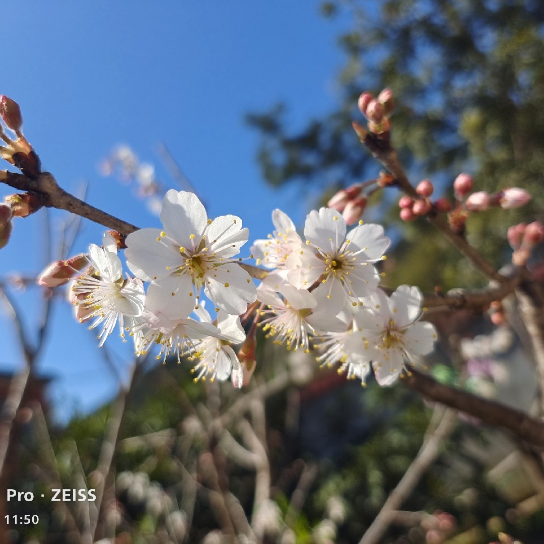 丨梅溪花兰馨丨