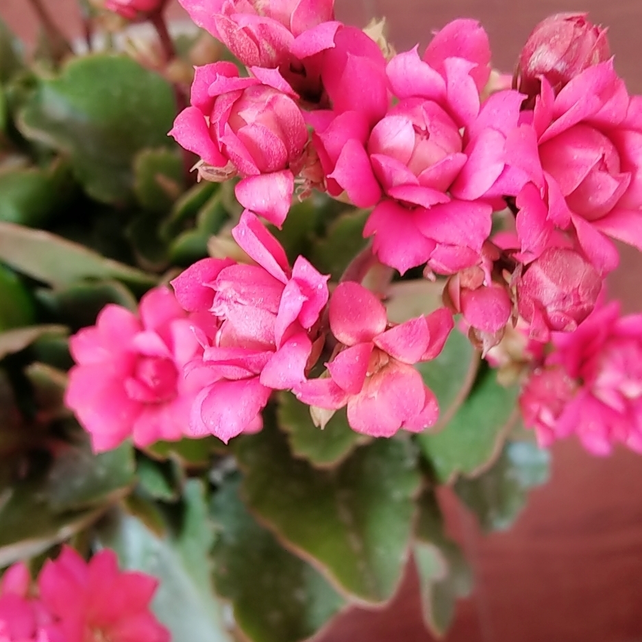 爱吃小黄鱼汤的芒果