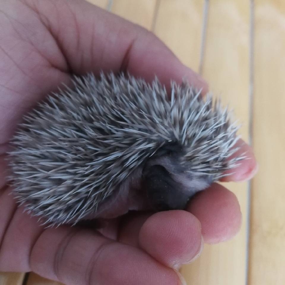 爱吃欢乐相聚的风铃草