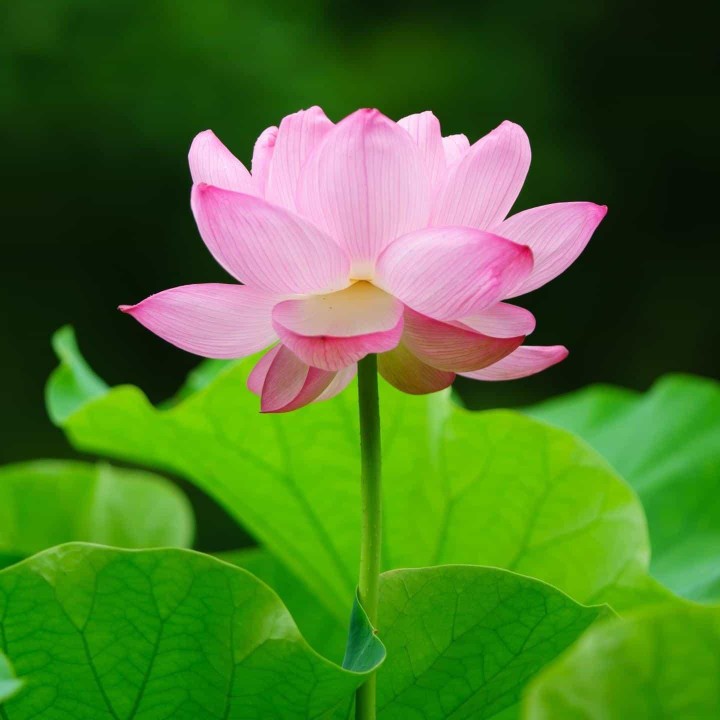 幸福我家会说话娜娜