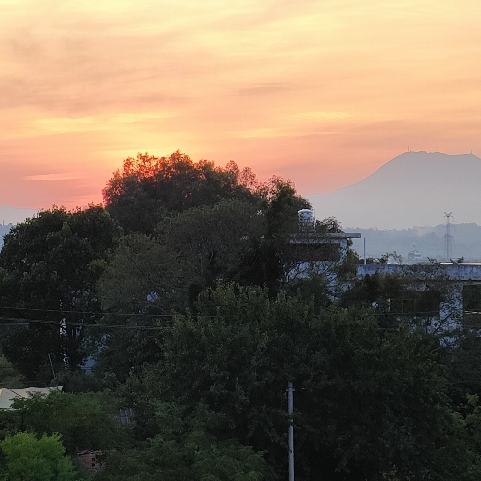 自尊的变异乌贼