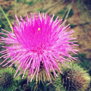 精致生活，美丽绽放！