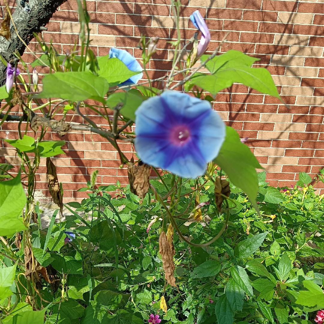 航航和然然麻麻