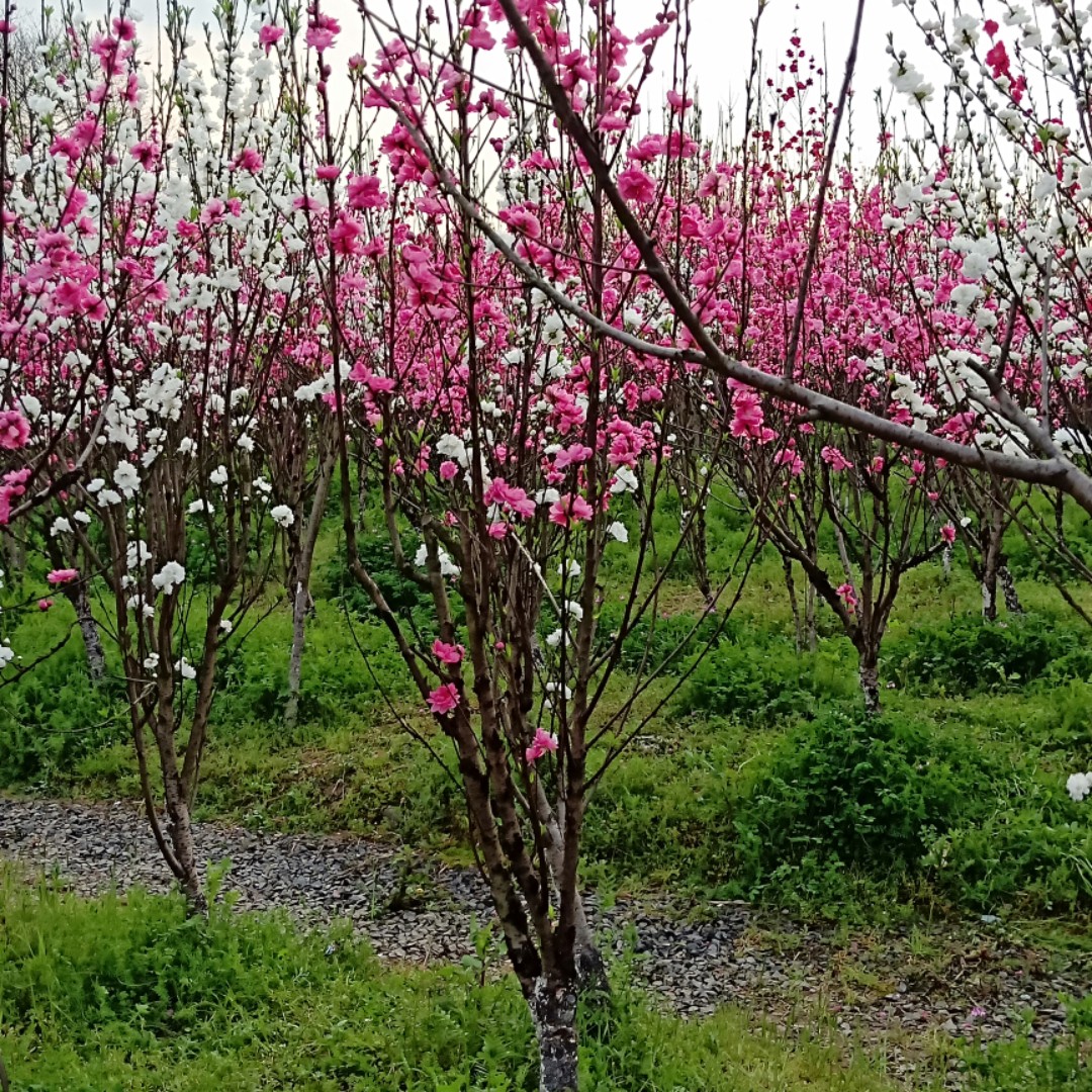 爱吃辣子天贝的小福贵25