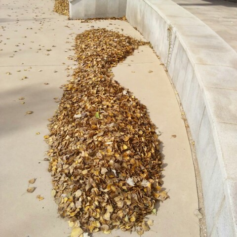 岁月是enen猪饲料