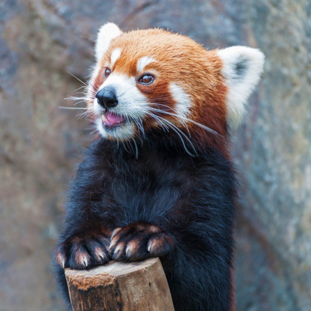 爱吃熬虾油的墨离