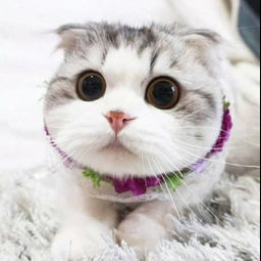 我的茶馆里住着巴赫与肖邦