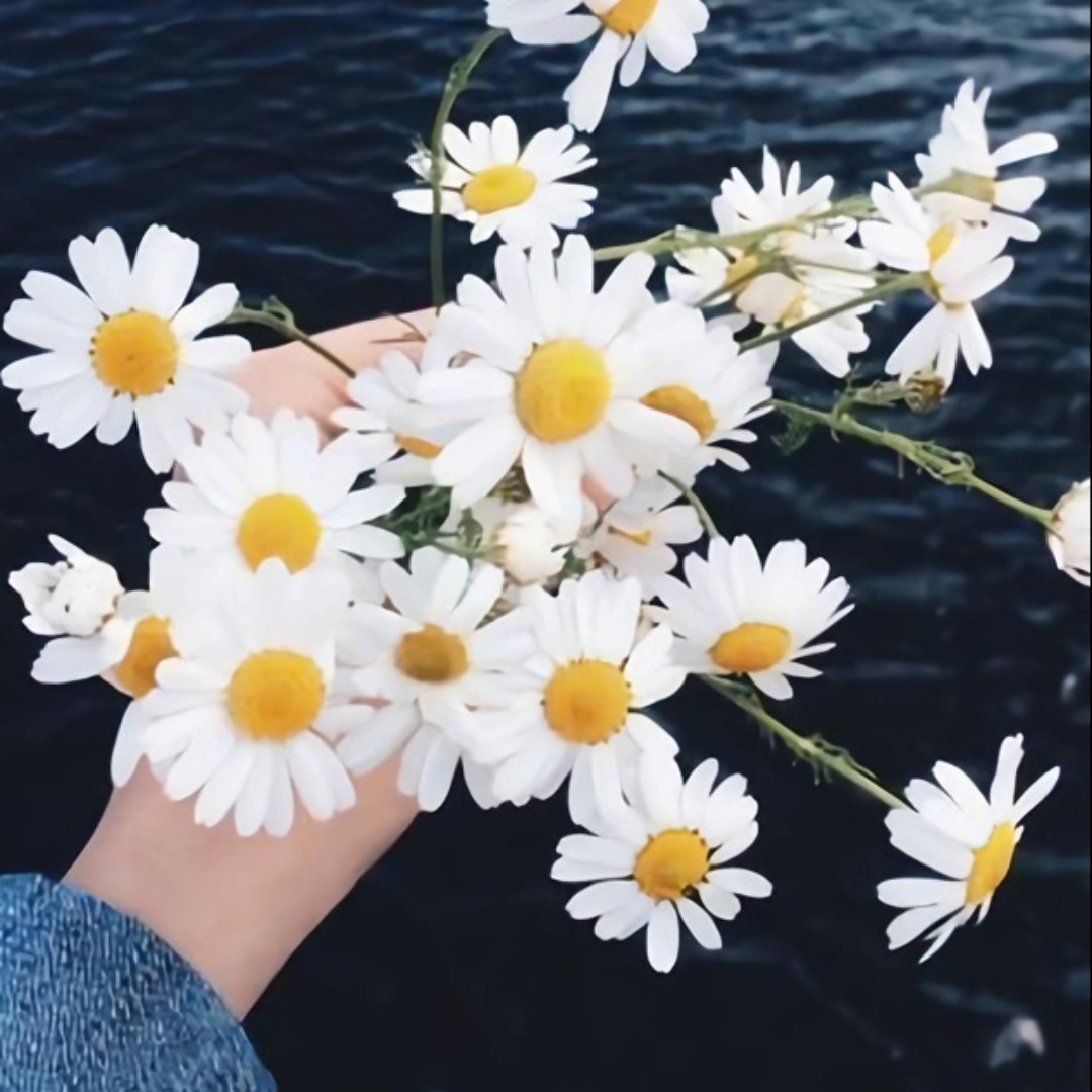 你锁骨能养鱼么