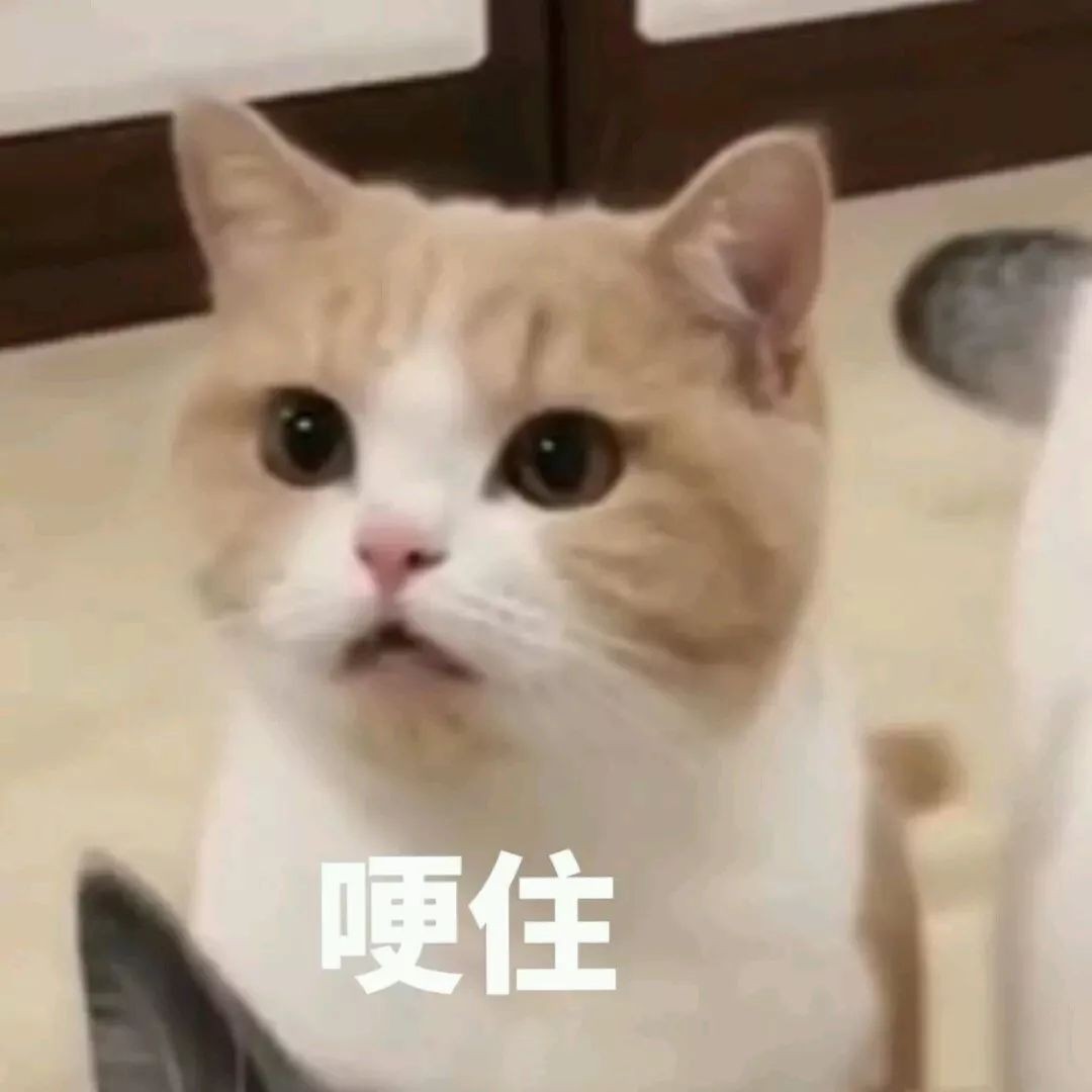 穷苦一只猫