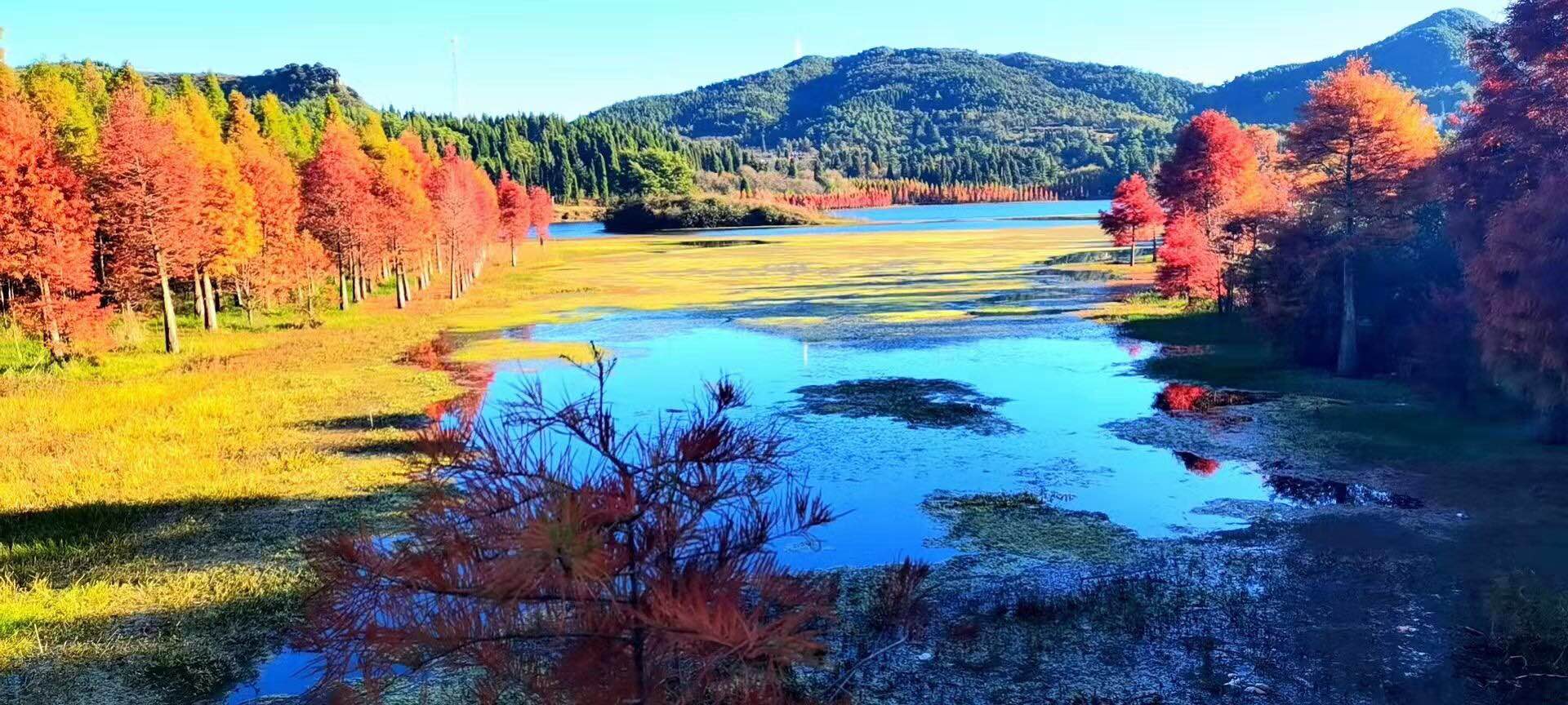 撒哈拉沙漠的仙人掌