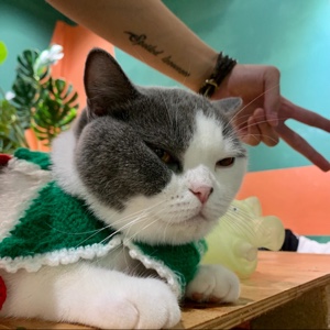 甜甜味de蝴蝶飞翔