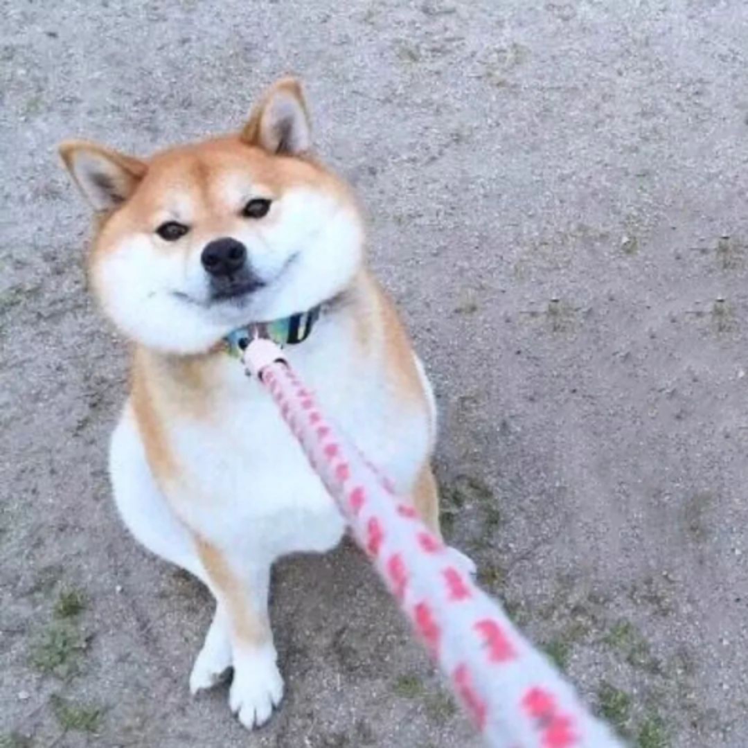 超阔爱的小锦鲤