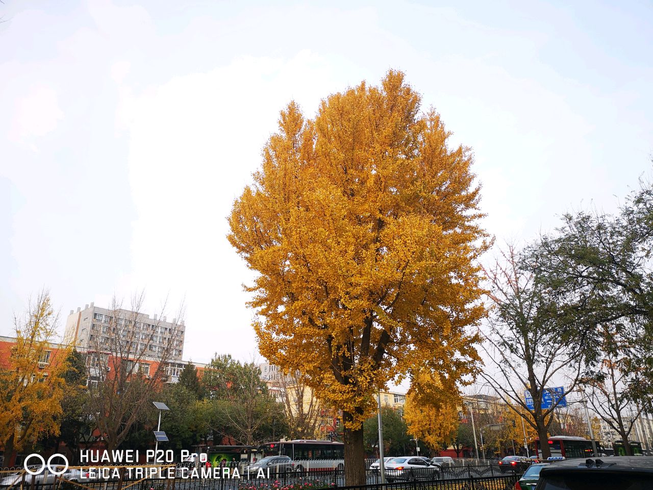 肉松松的小房子