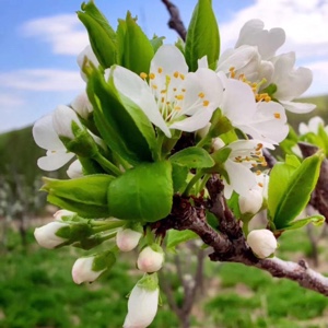 爱吃一品蛋酥的小智涵涵