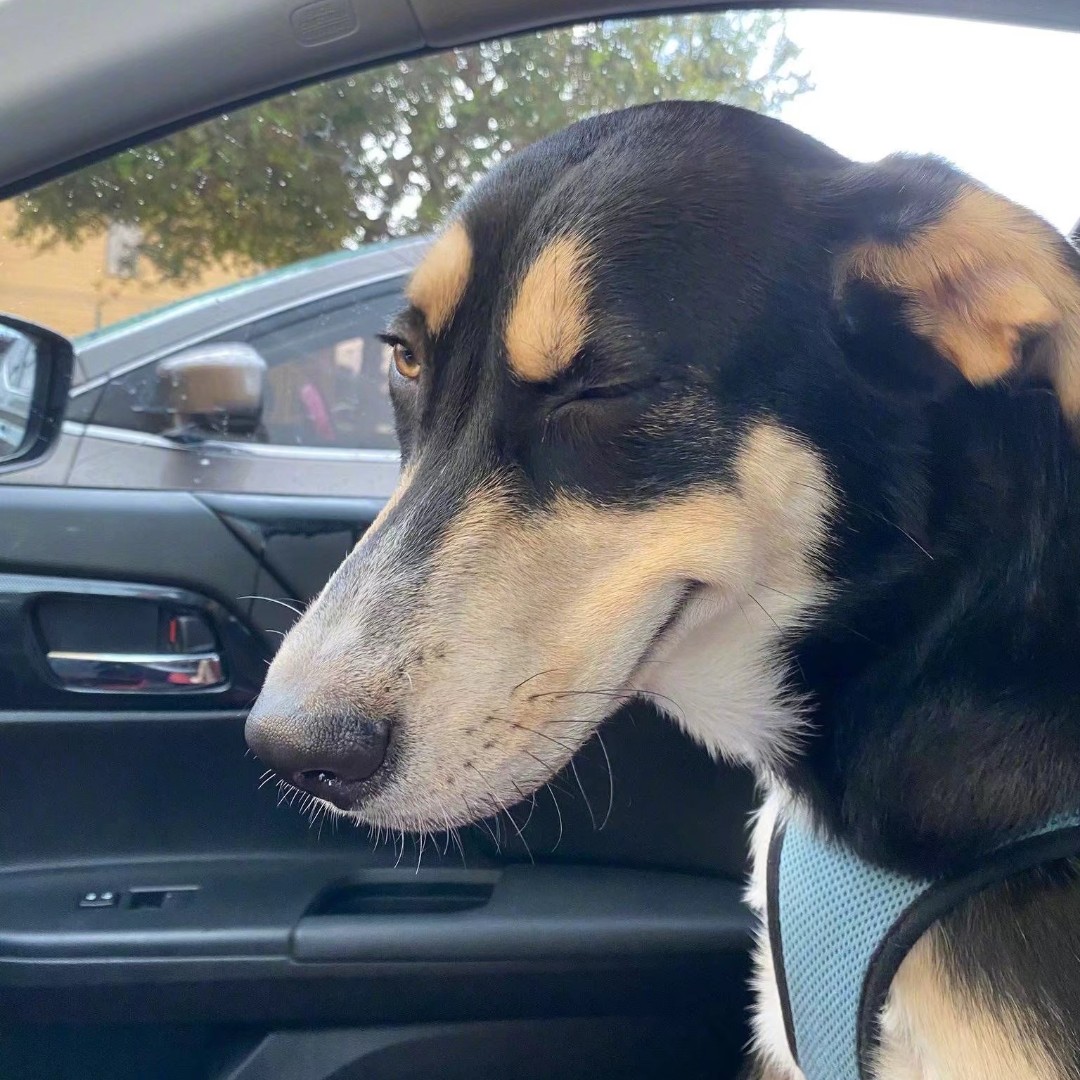 比伯粉无法自拔