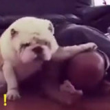 本市坚强的麦冬