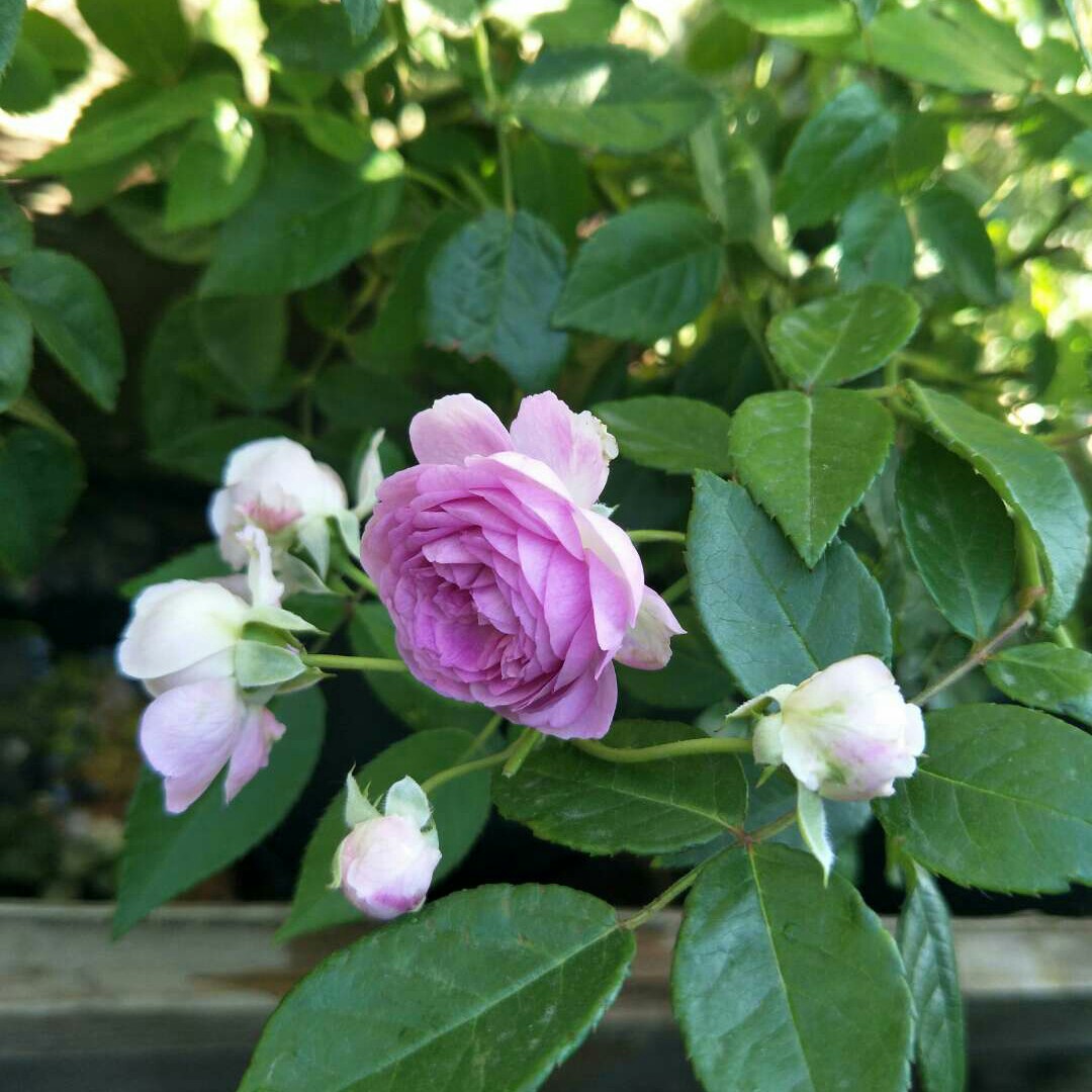 所向披靡的小虾