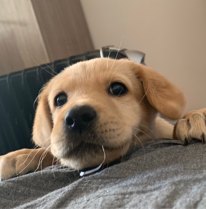 温柔绵羊深井冰r