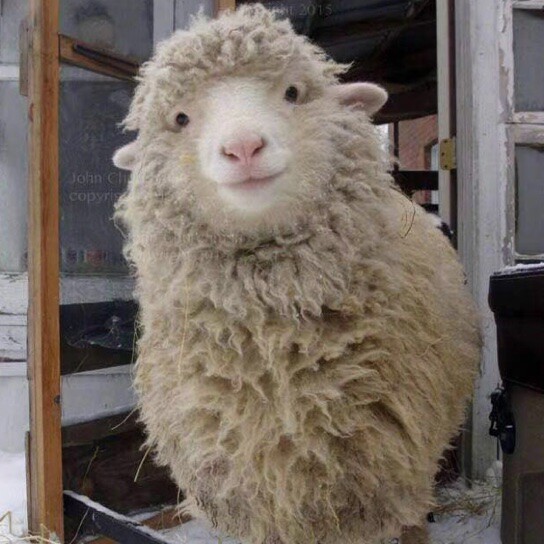  阳光灿烂的日子