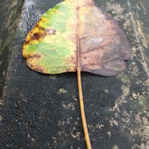 九行白鹭上青天