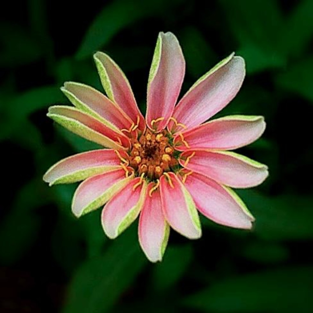 瑞雪兆丰年亮晶晶