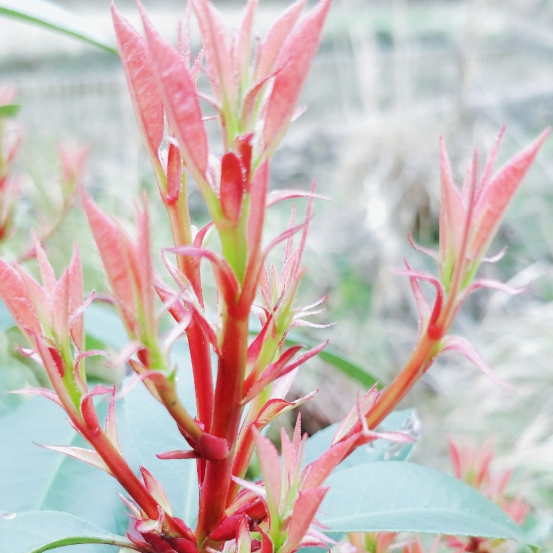 花开花谢永不调谢