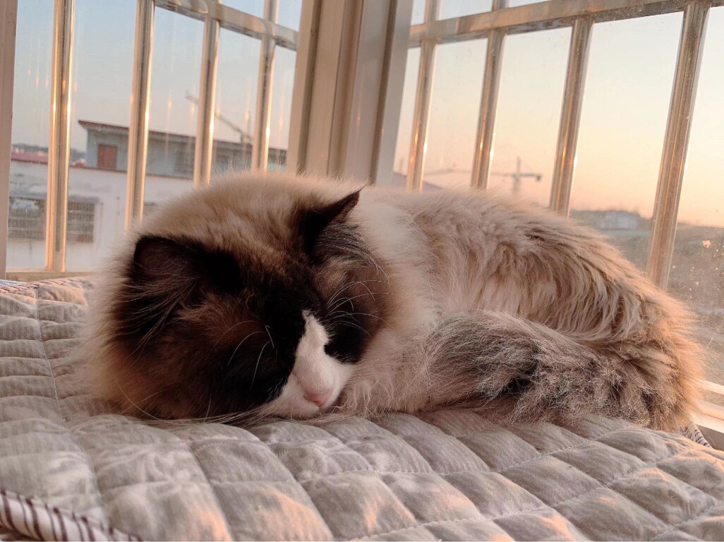 一起去吃馅饼呀