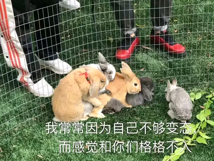 灰黄色的丹参夜么