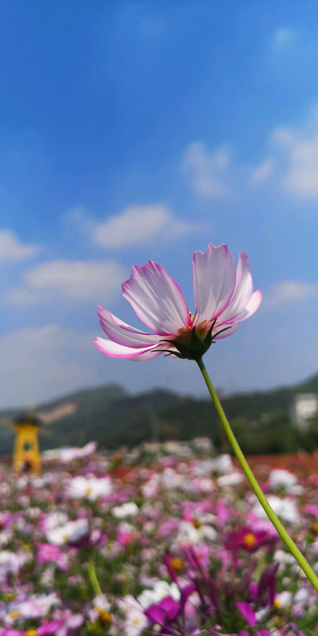 茉莉&hellip;蜜茶