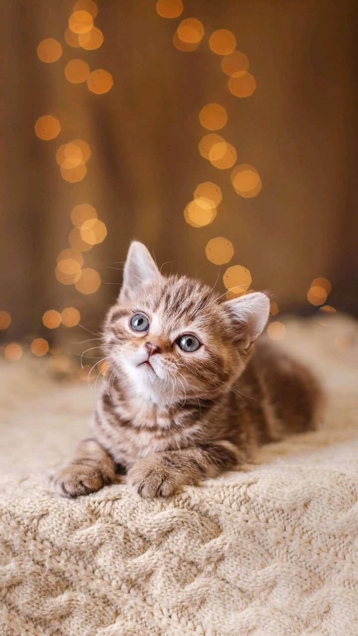 了不起的精灵龙