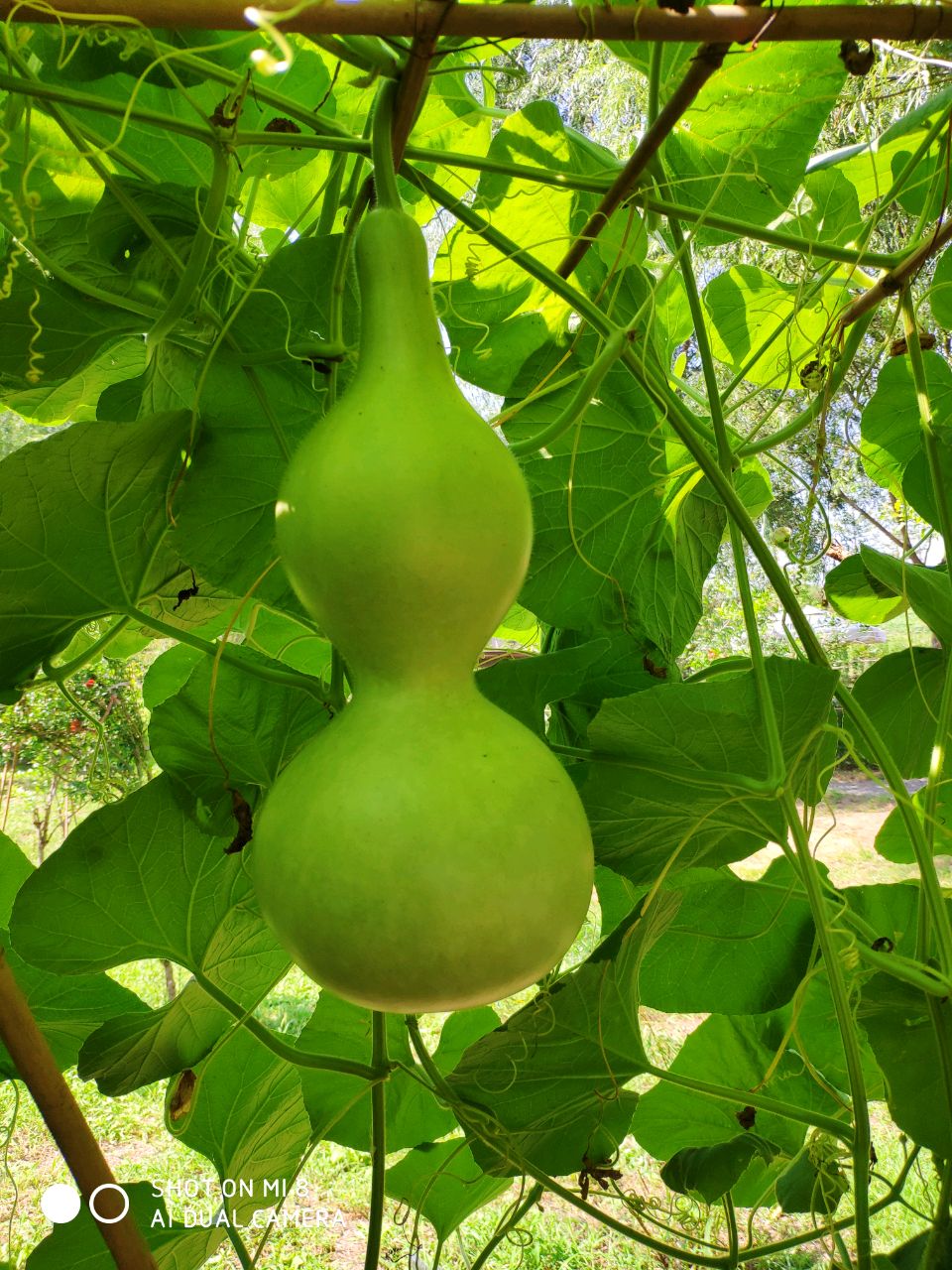 亲爱的嘟嘟麻麻