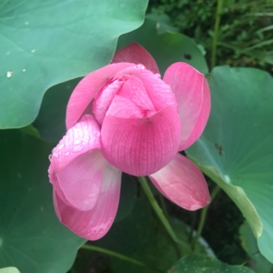 ～清清清清清清清