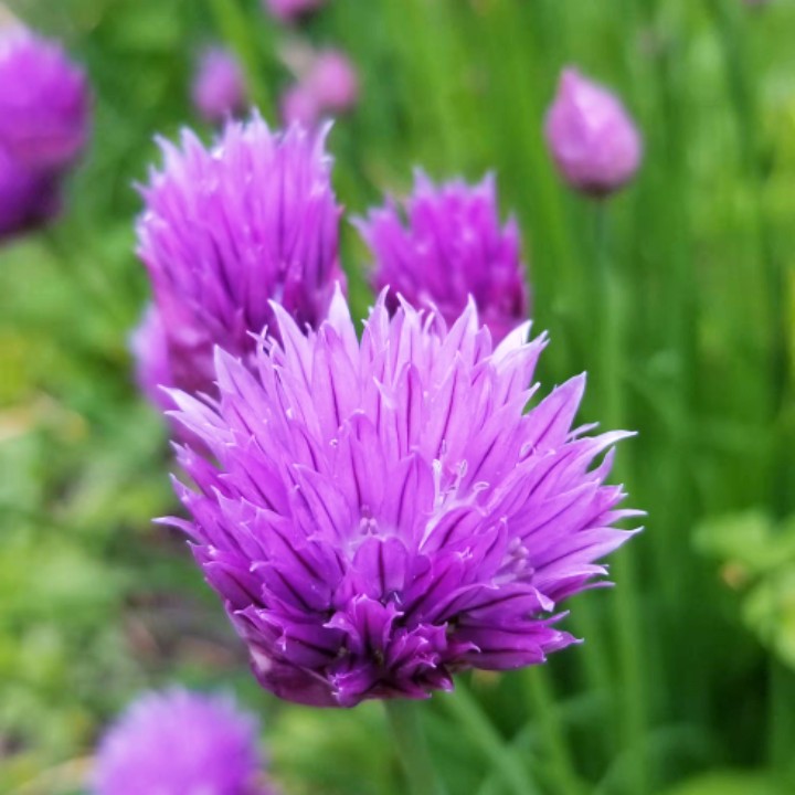 飅飅微扇亹亹清舒